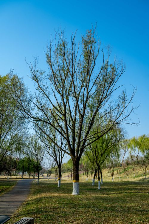 Free Peaceful park with tall trees and clear blue sky, ideal for nature enthusiasts. Stock Photo
