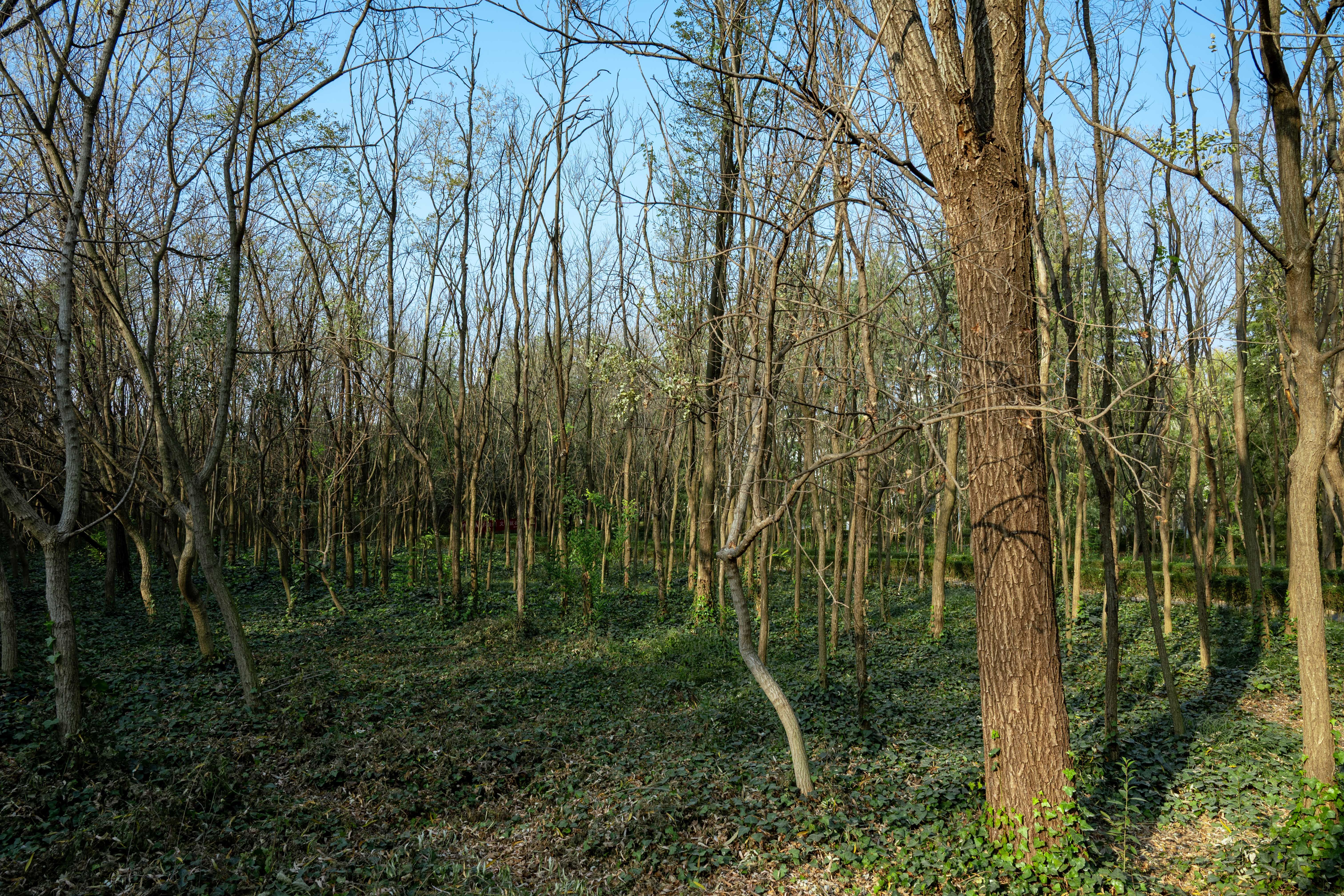 Serene Forest Landscape with Bare Trees · Free Stock Photo