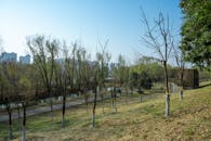Urban Park with Bare Trees in Early Spring