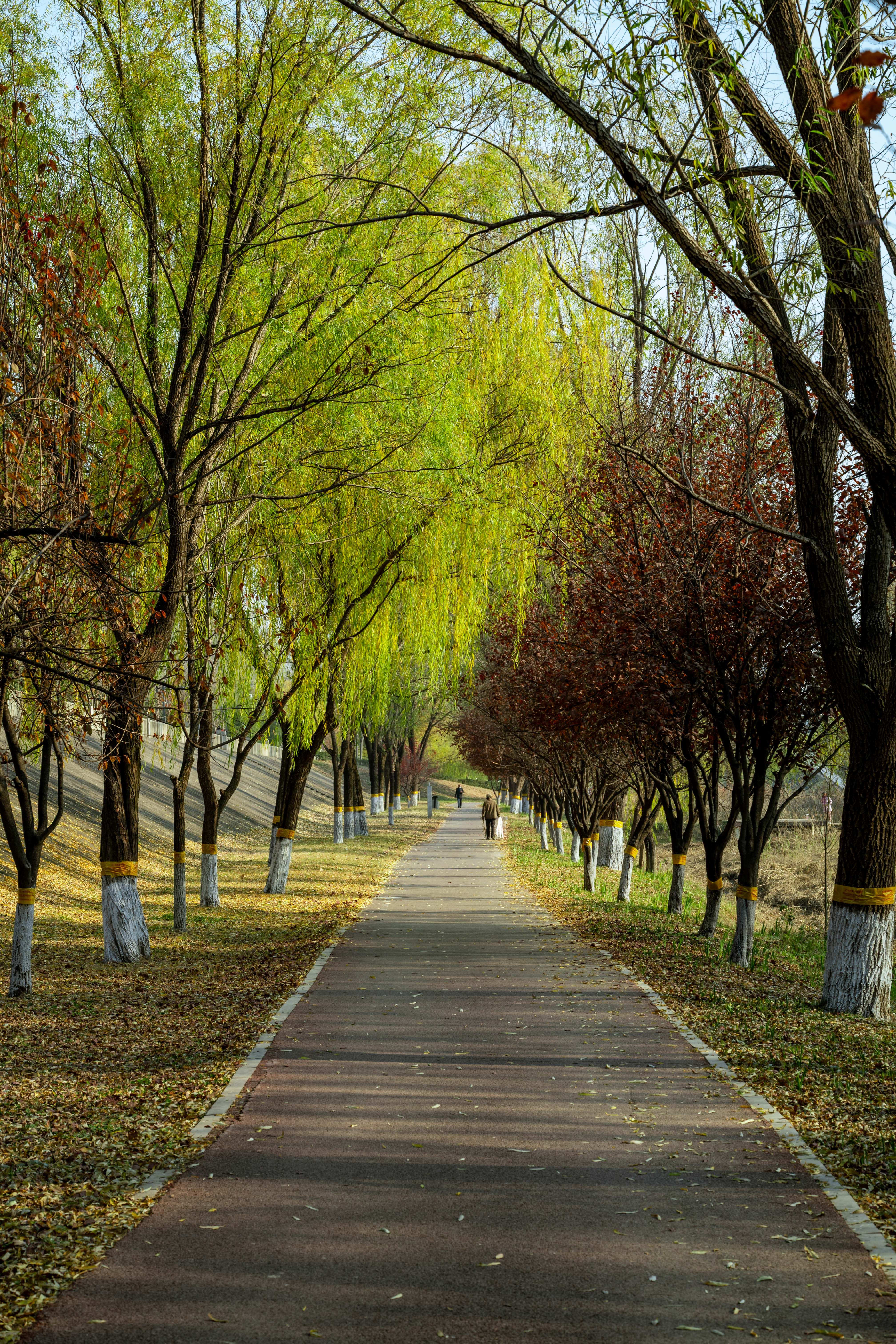 Serene Tree-lined Pathway in Autumn · Free Stock Photo