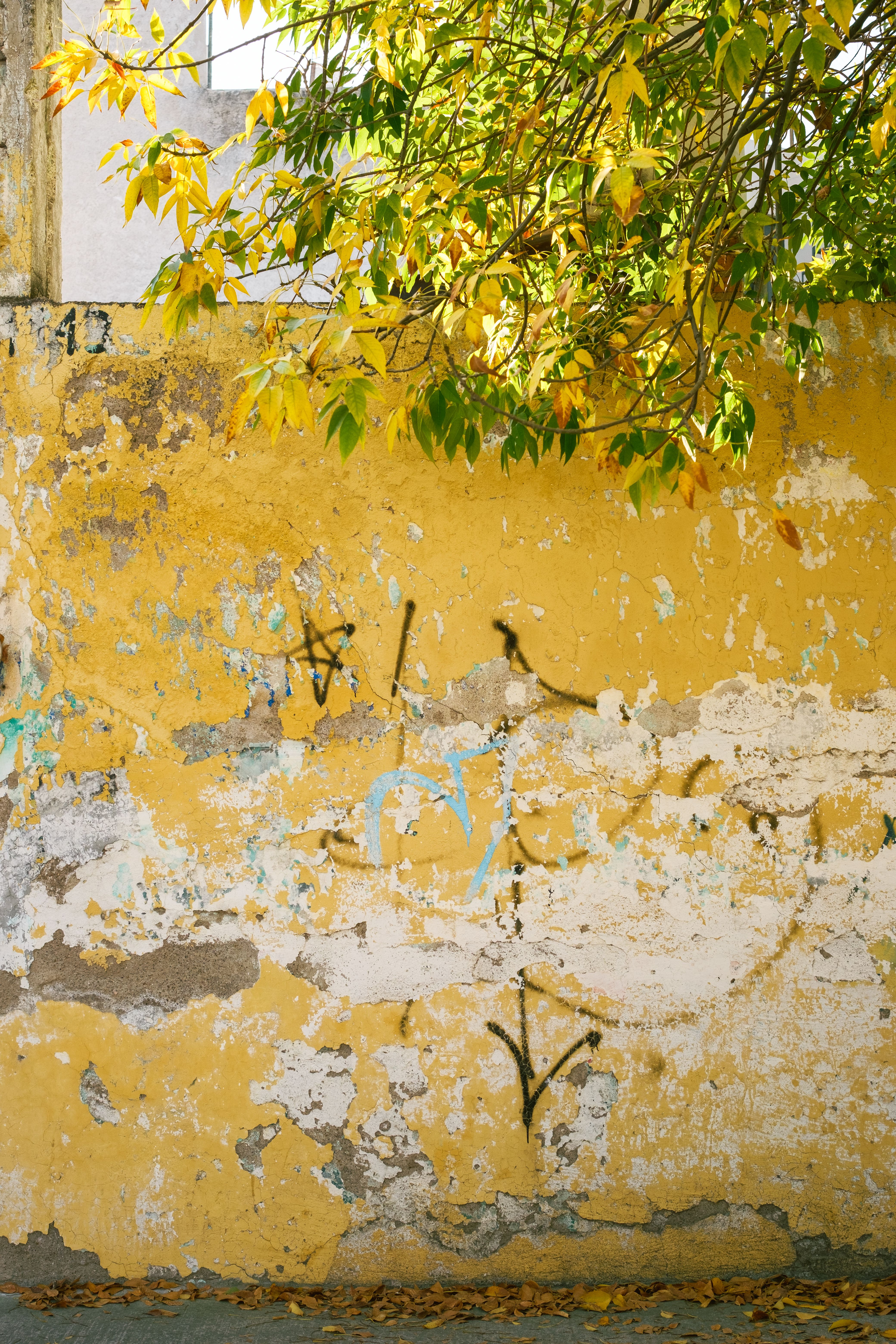 Curated visual reference: Picture Idea: Rustic Urban Wall With Autumn Leaves