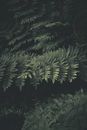 Tree branches with spiky leaves in forest