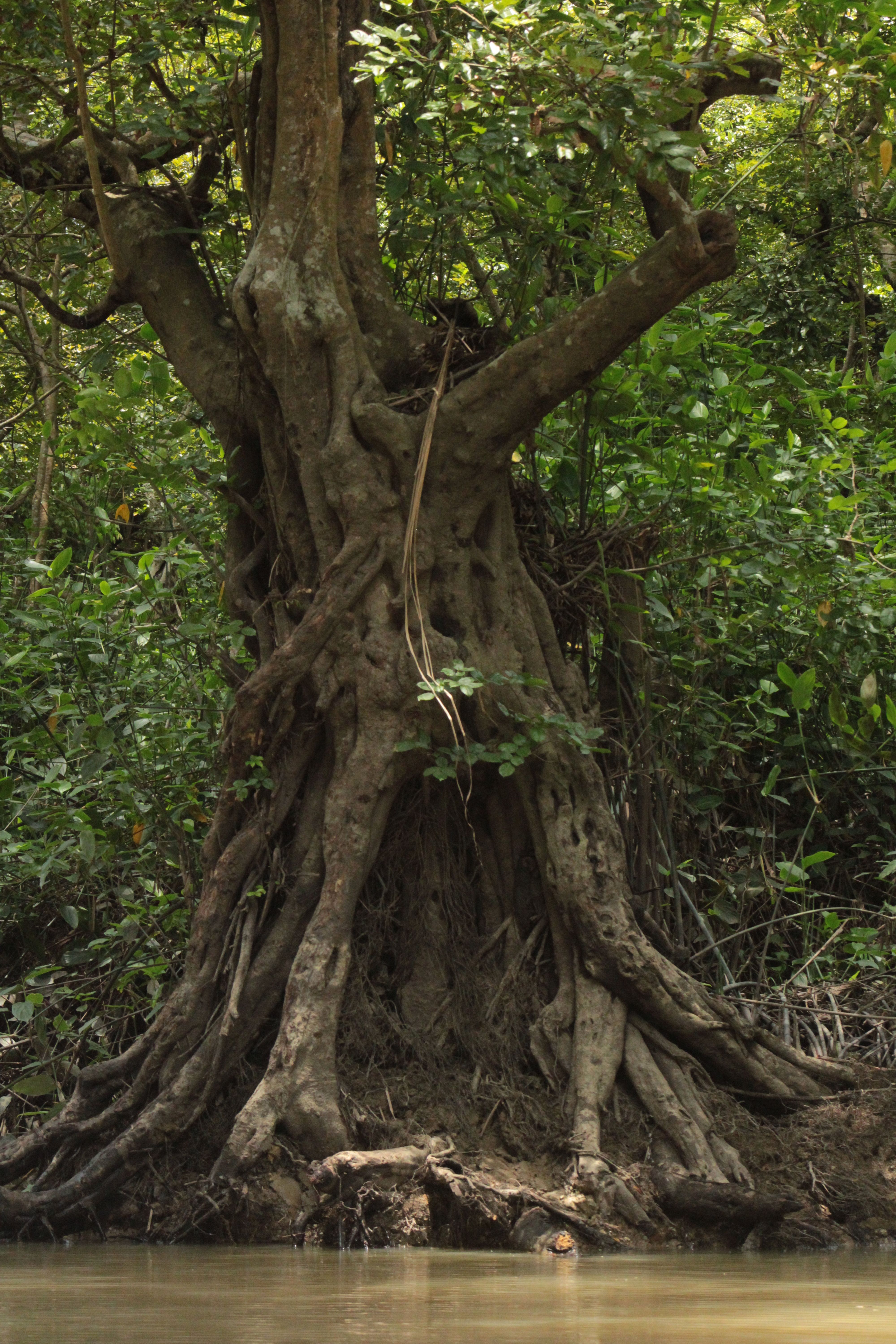 Ancient Tree with Exposed Roots in Forest · Free Stock Photo