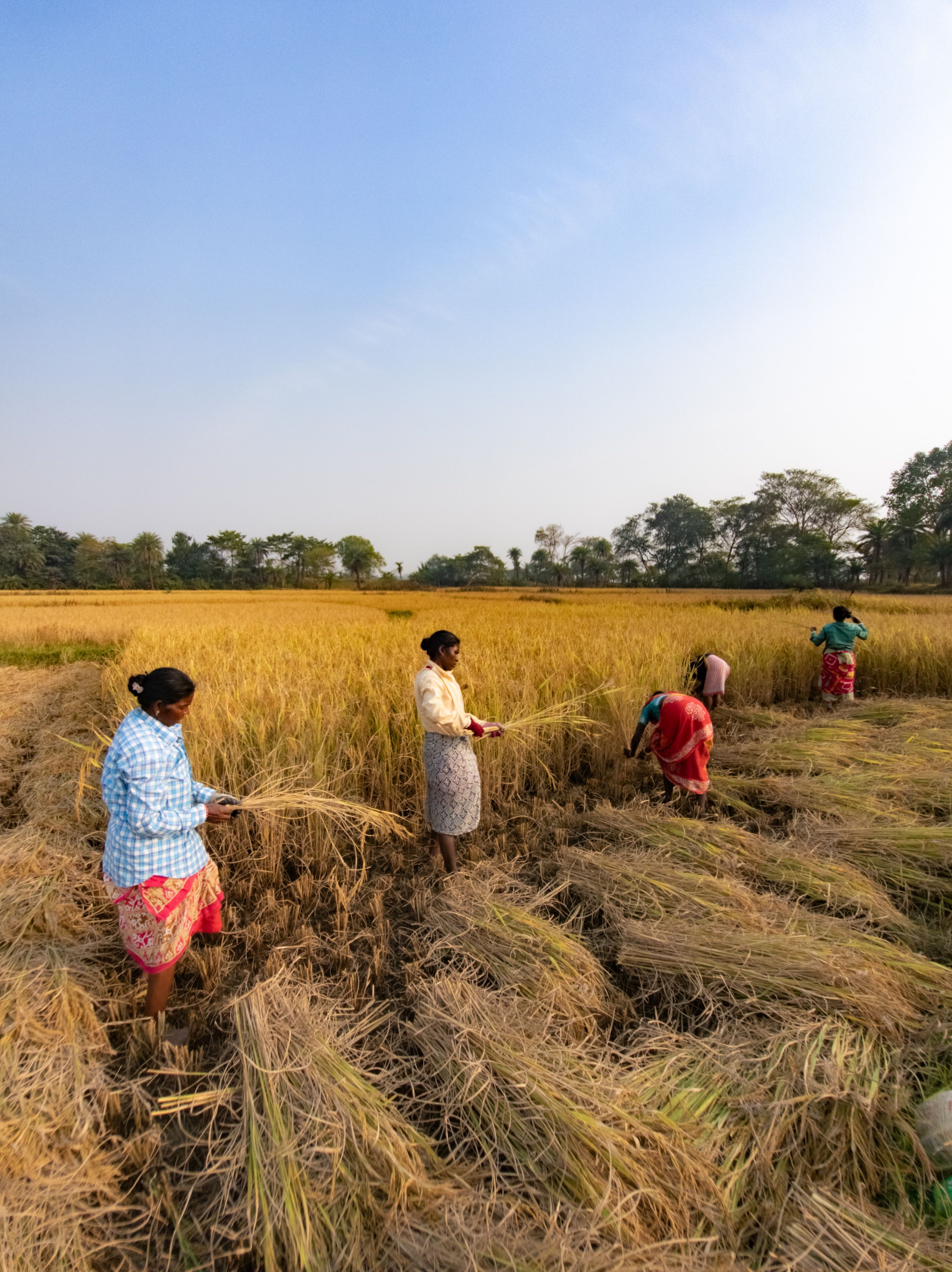 Women Harvesting Rice in Rural Field · Free Stock Photo