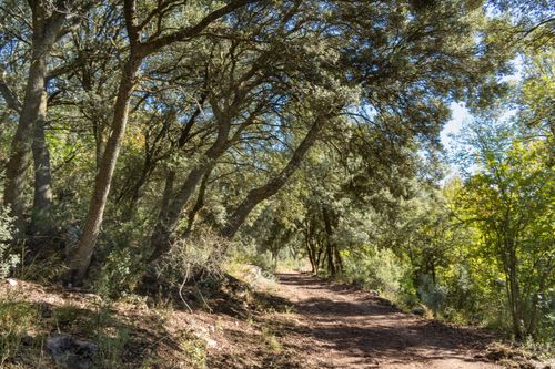 Free Explore a tranquil woodland path under lush green trees in Ruidera, Castilla-La Mancha, Spain. Stock Photo