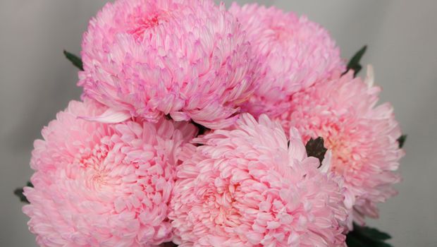 Close-up of pink chrysanthemums showcasing their vivid petals and intricate details.