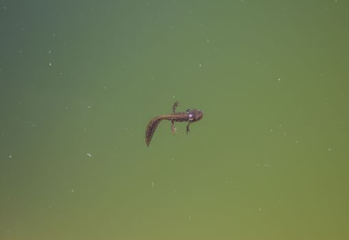 Close-up of a tadpole swimming in vibrant green pond water captured from above.