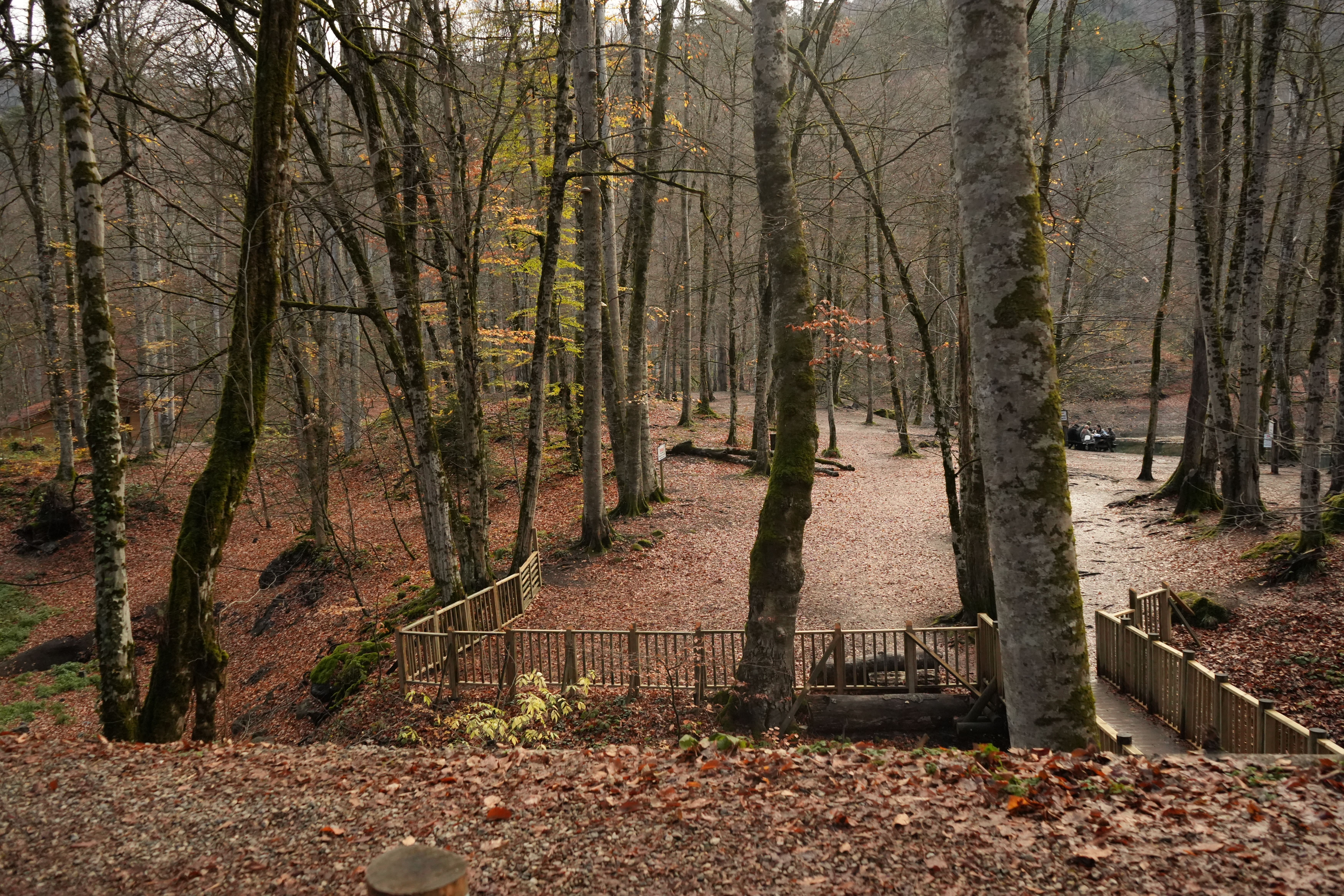 Forest walk to Boyana