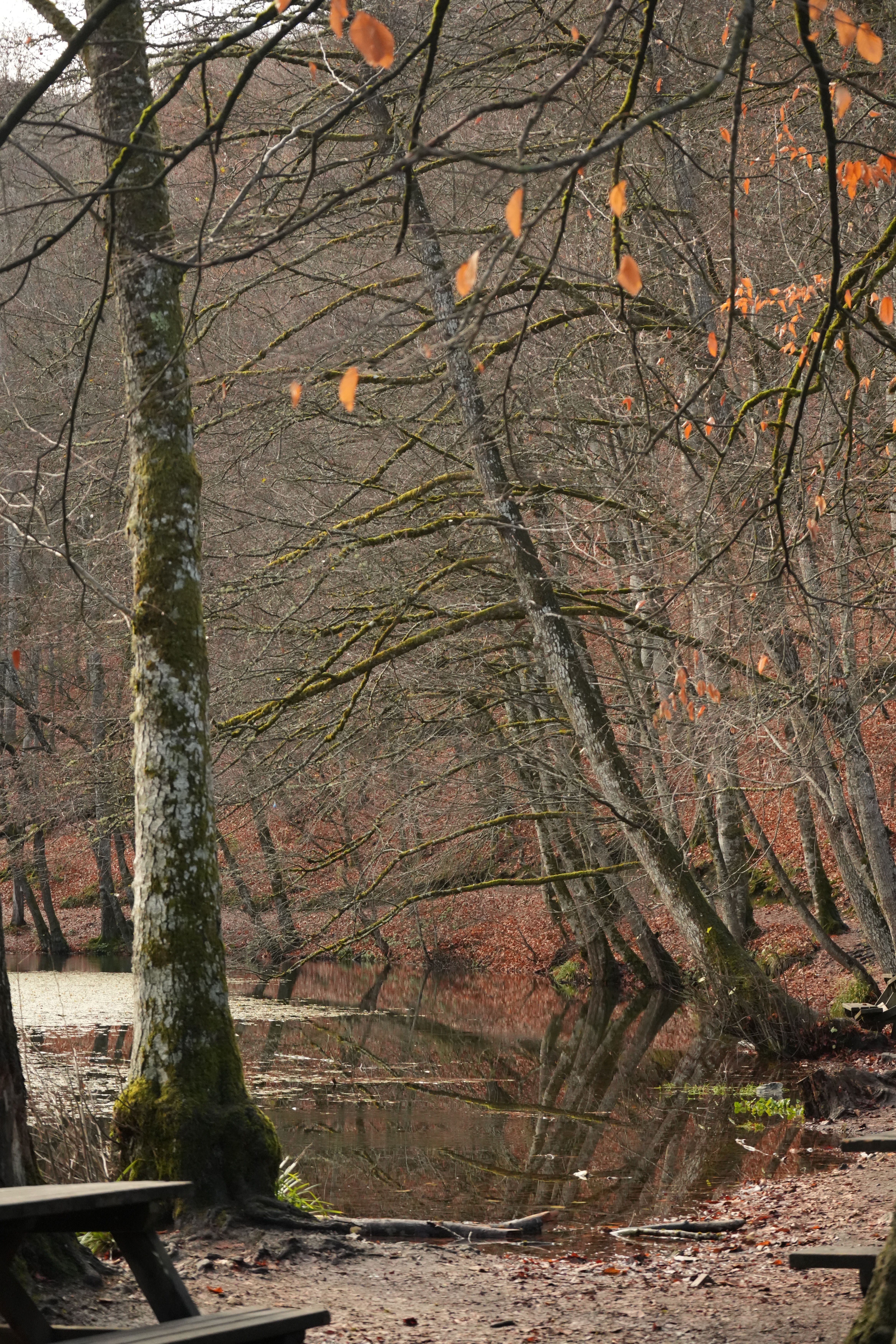 Tranquil Autumn Forest with Reflective Pond · Free Stock Photo