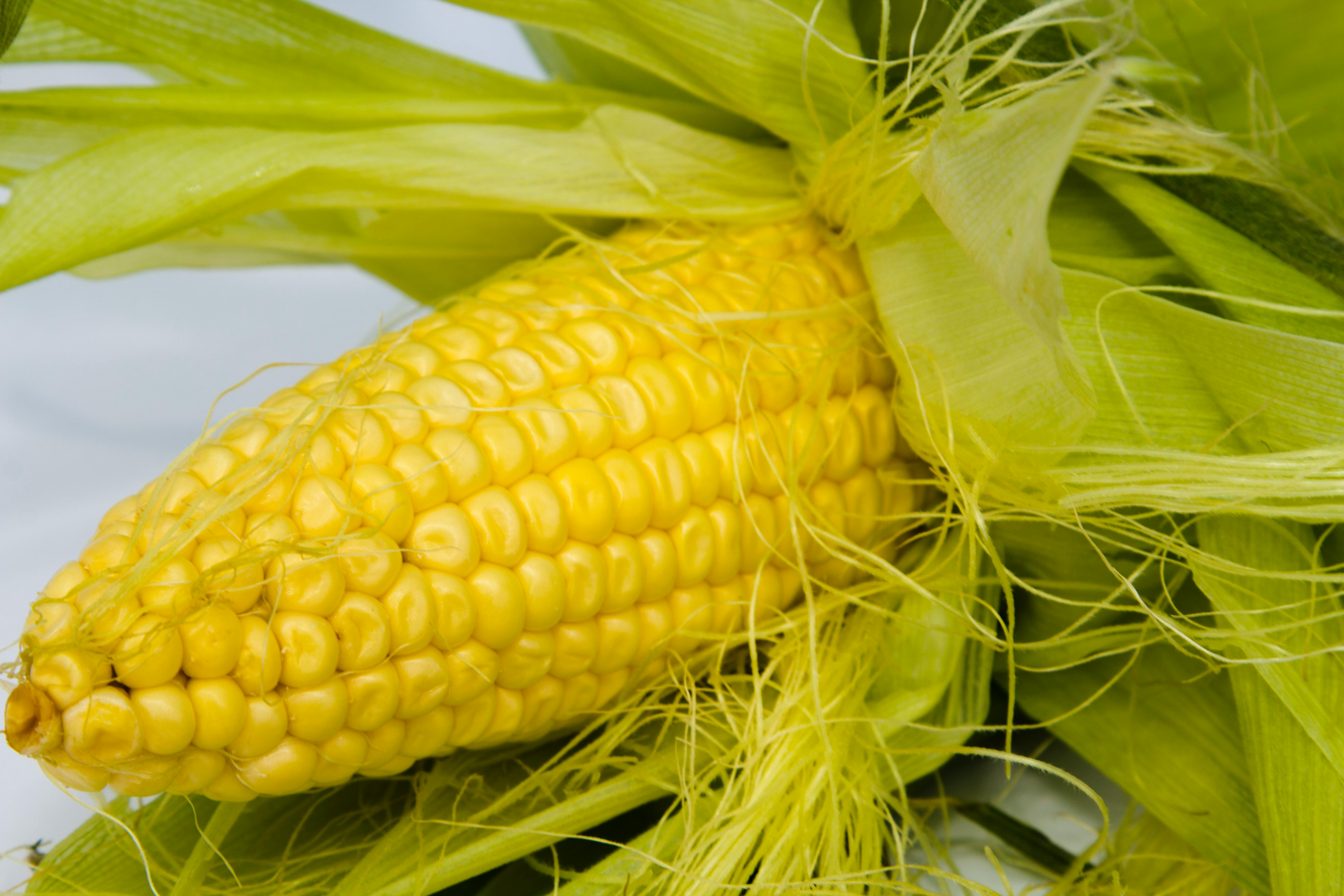 National Corn Growers Association and Ag Data Transparent Release Transparency Principles for Ag Carbon — Photo by Valentin I