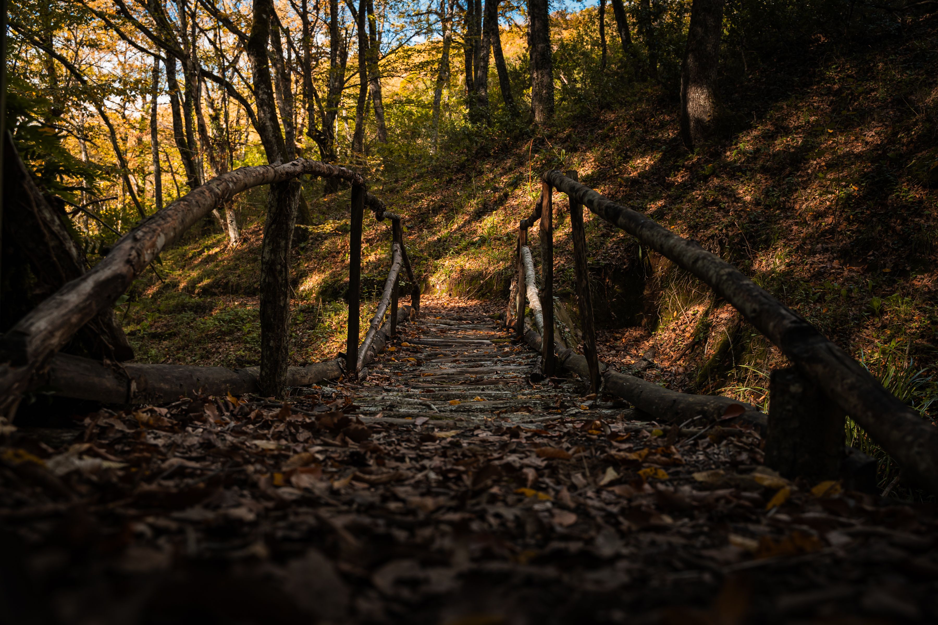 Bridge in the forest · Free Stock Photo