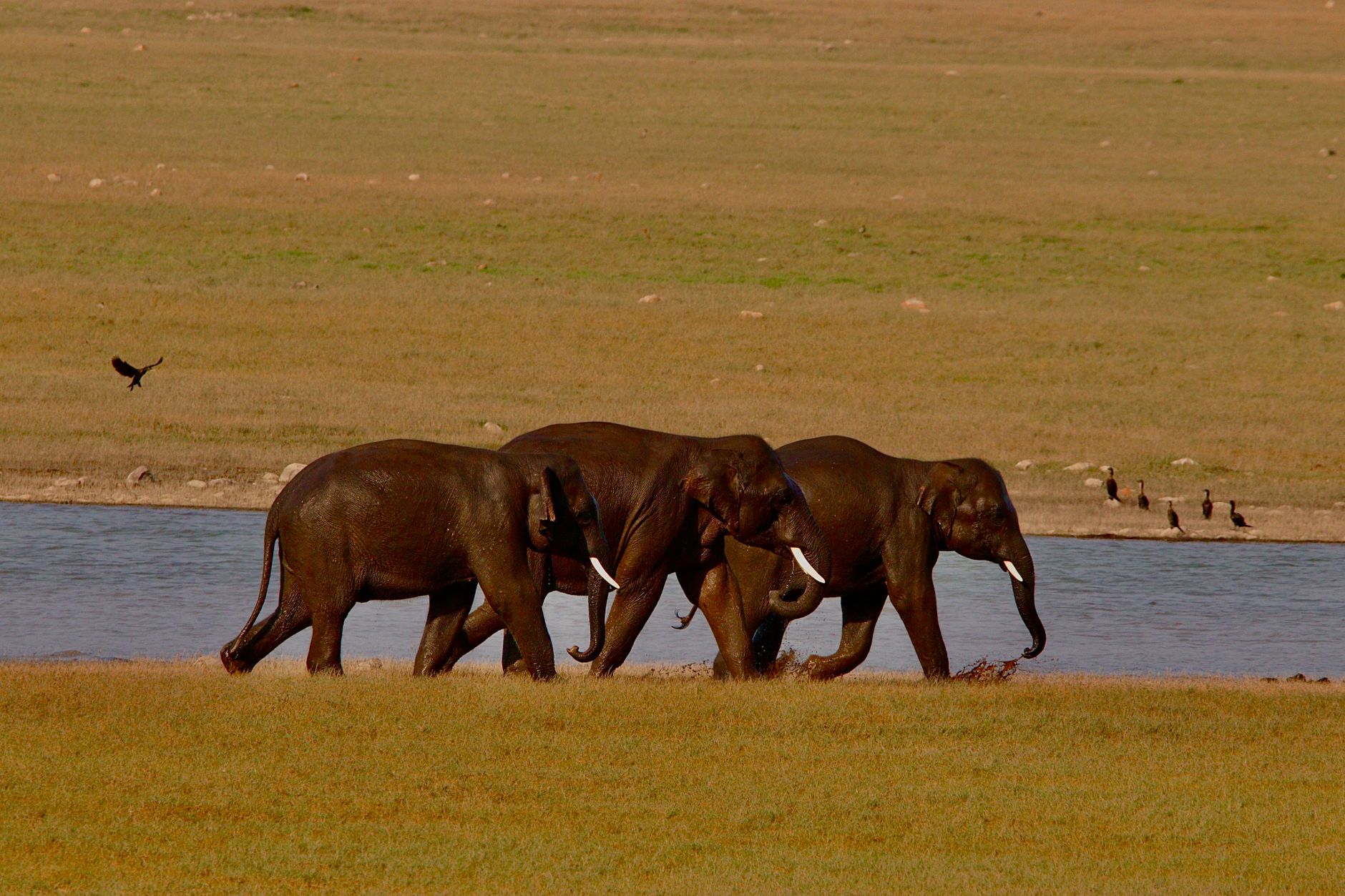 Three Asian elephants walk by a serene river in India, exuding grace and strength.