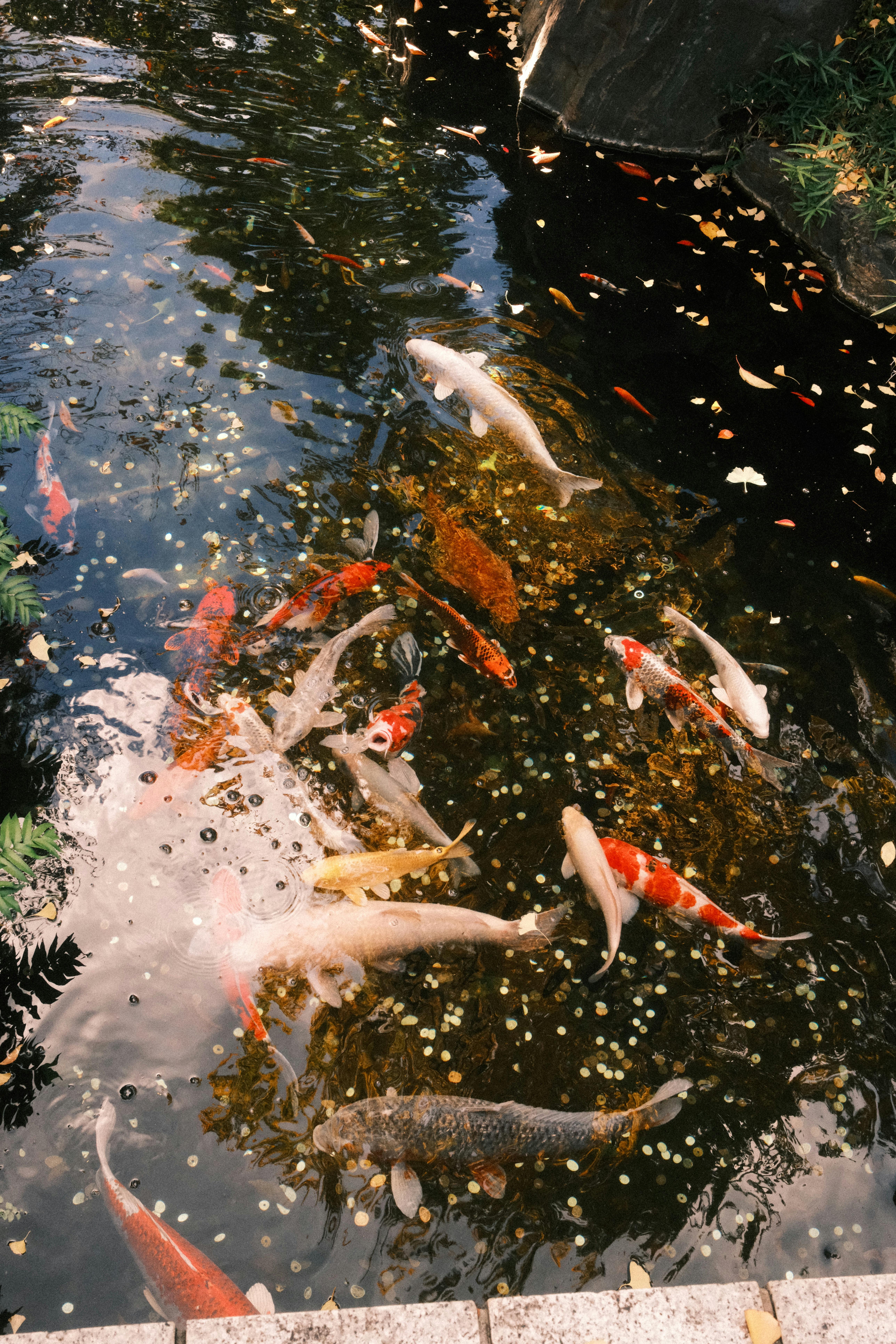 Colorful koi fish swimming in a tranquil pond, surrounded by nature.