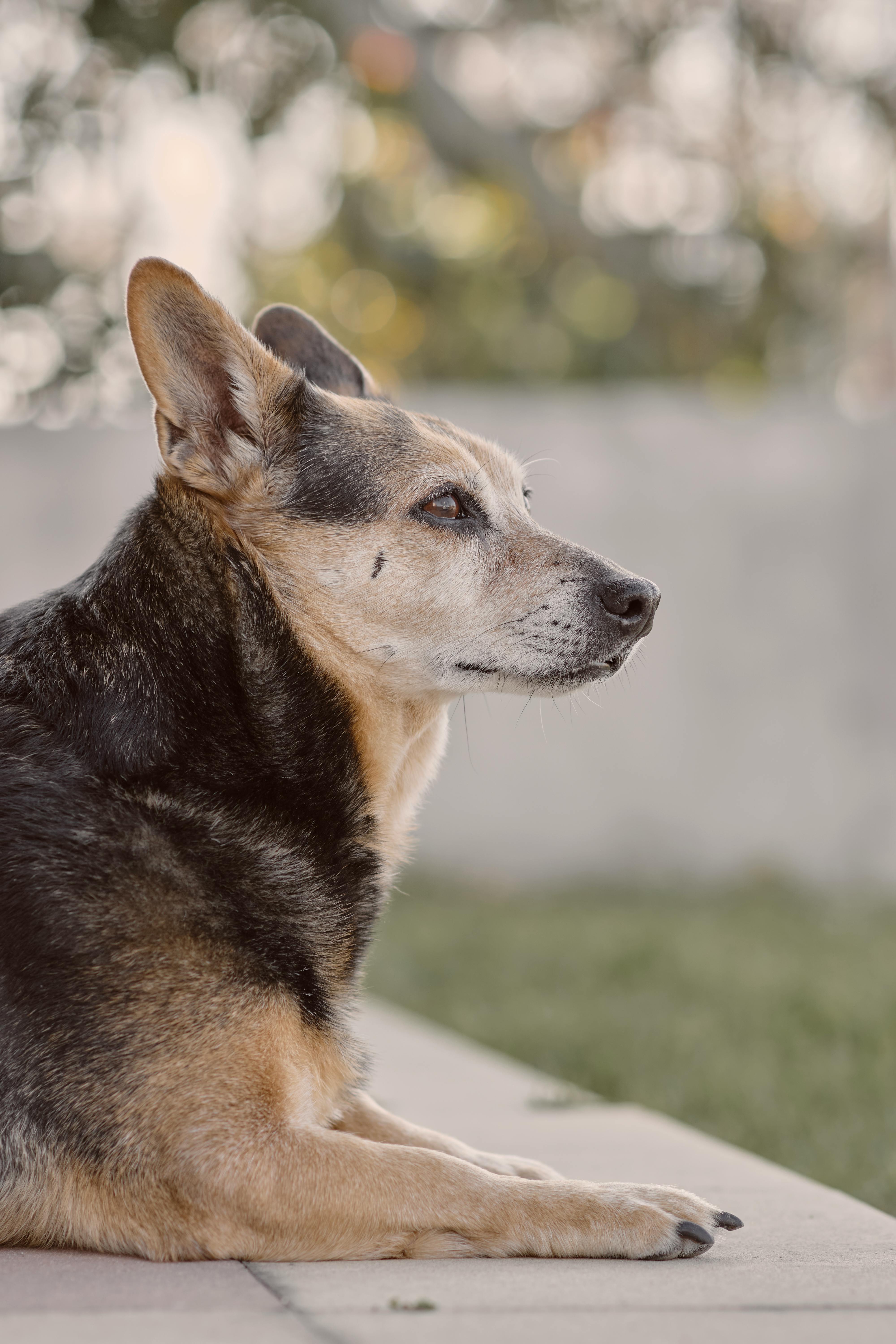 Why Do Dogs Have Wet Noses? Discover This Fascinating Secret! 7 7 Surprising Facts About Dog Noses You Probably Didn’t Know