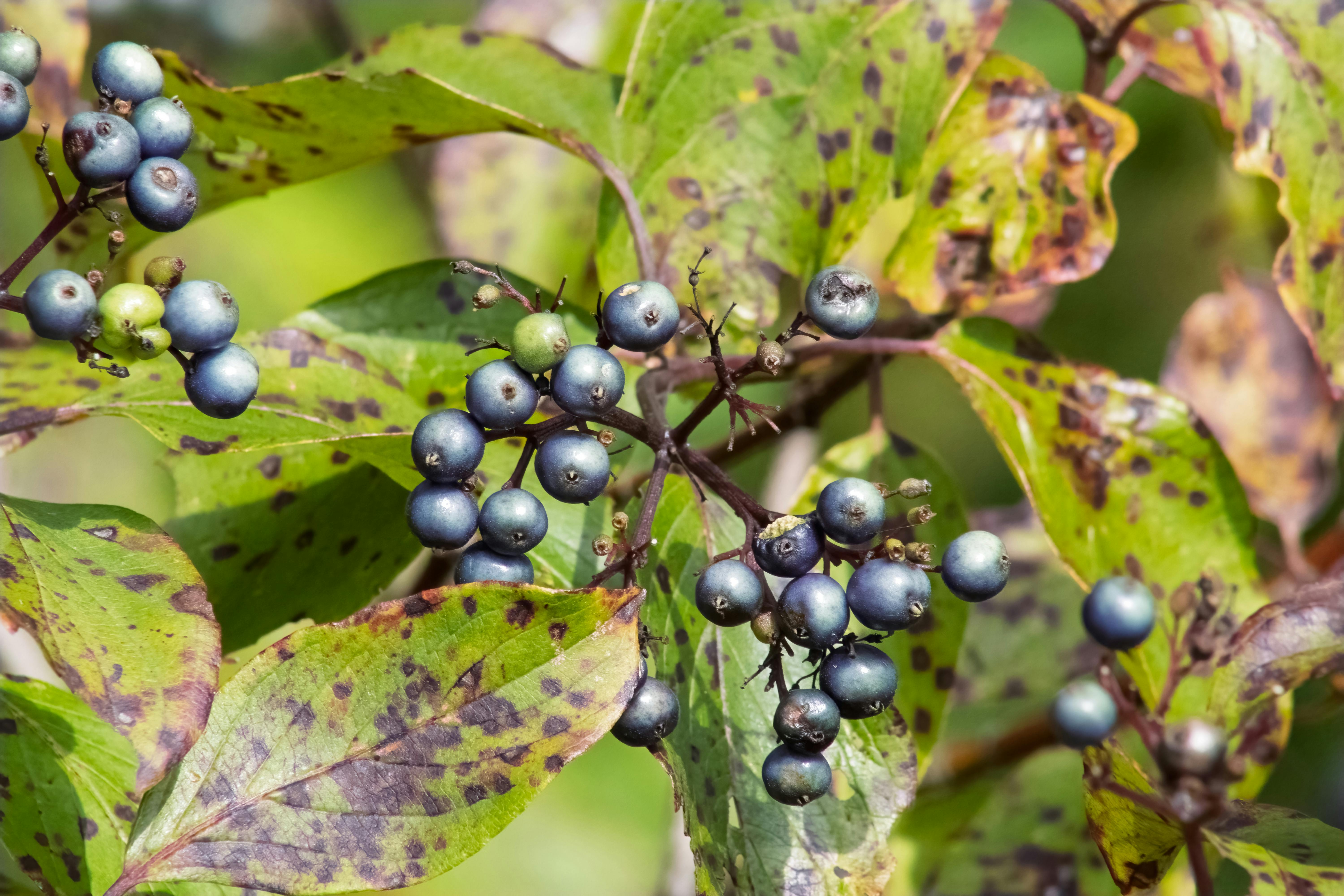 Proteína BPC1 controla produção de pigmentos protetores em plantas através de mecanismo epigenético