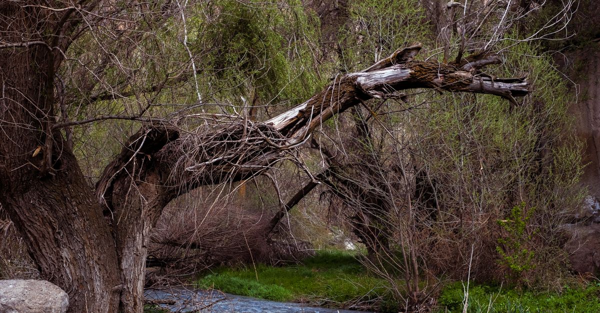 Nature channel