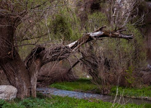 A serene forest scene featuring a fallen tree over a gentle stream in spring.