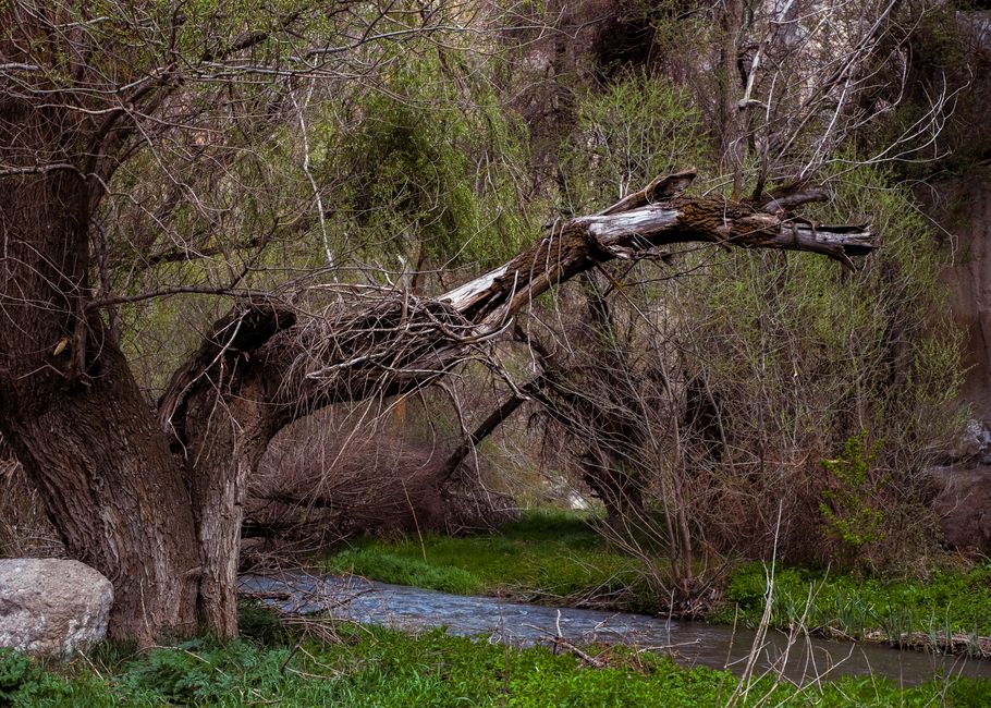 Fotomural Una escena de bosque sereno con un árbol caído sobre un tranquilo arroyo en primavera.