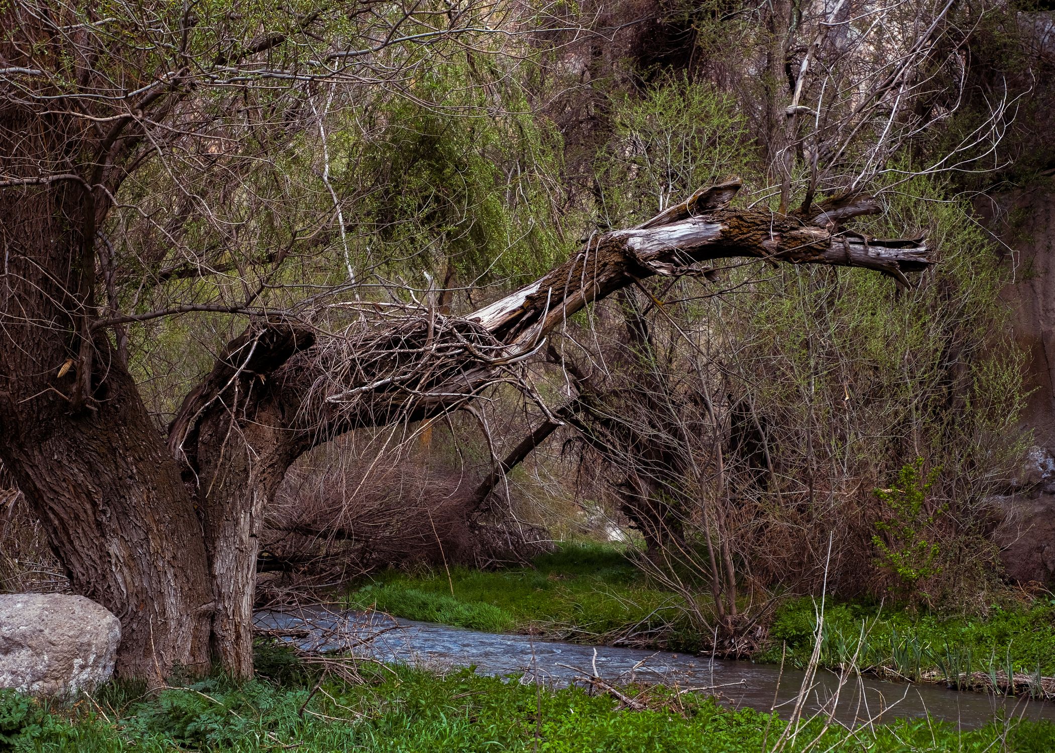 Tranquil Forest Stream with Fallen Tree · Free Stock Photo