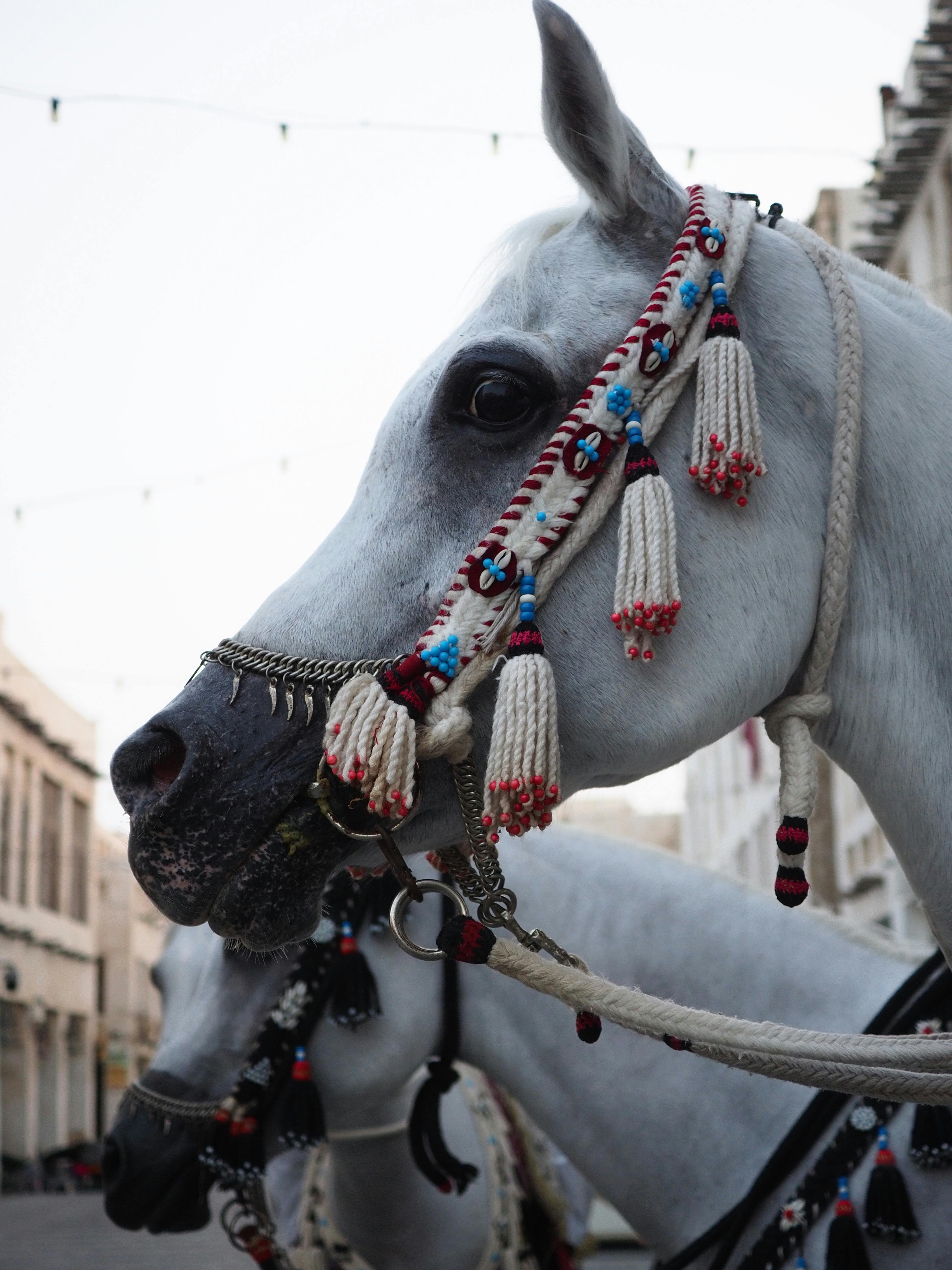 Regal grey horse adorned with intricate tassels and ornate bridle, embodying grace, tradition, and timeless equine beauty in urban elegance.