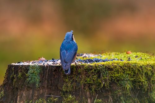 Free A colorful nuthatch resting on a moss-covered tree stump during an autumn day. Stock Photo