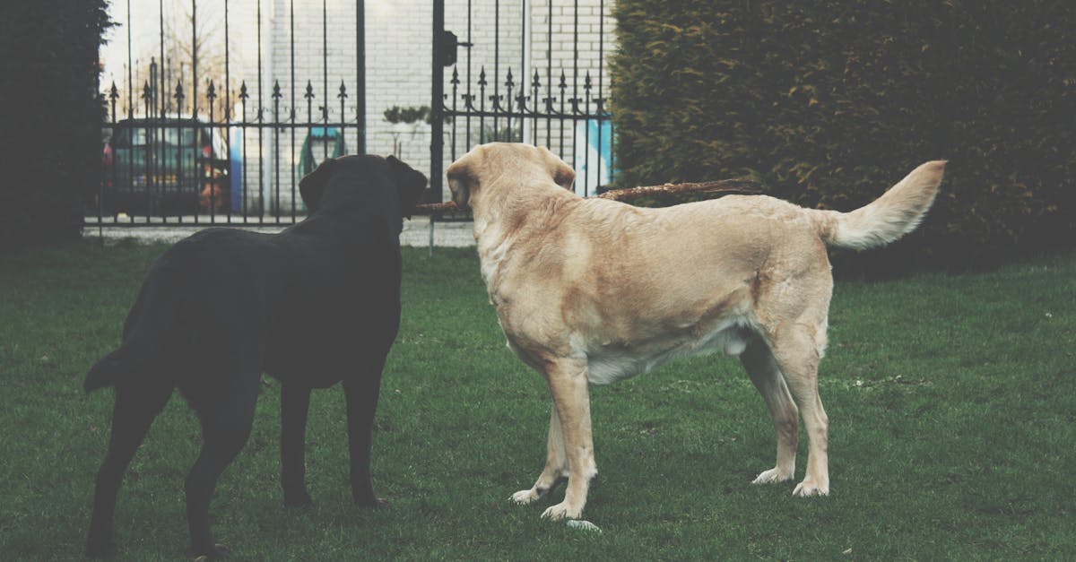 Two Adult Dogs Looking at Gate