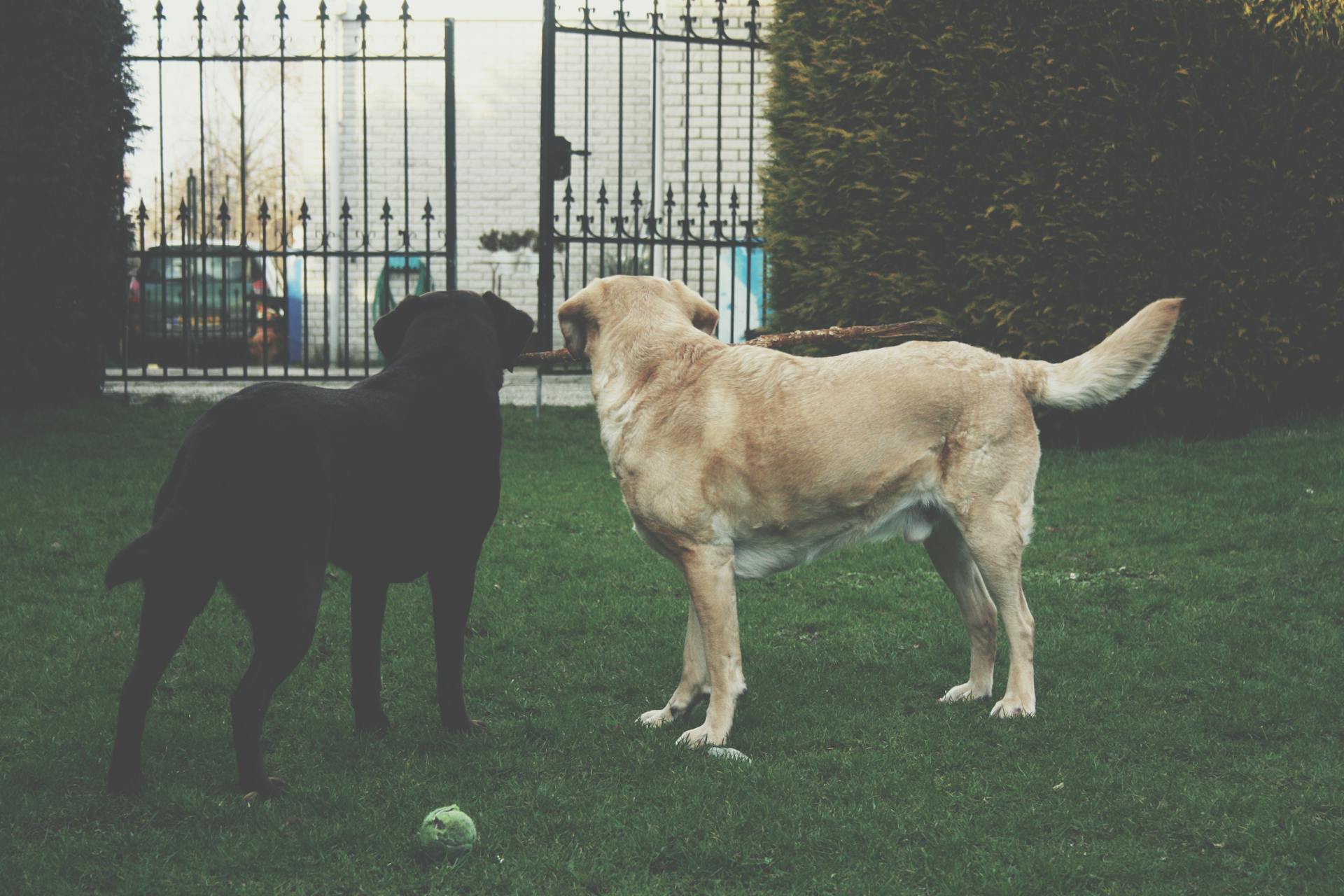 Two Adult Dogs Looking at Gate