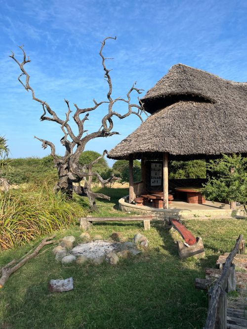 Free Charming thatched hut amidst lush vegetation and a striking bare tree under clear blue sky. Stock Photo