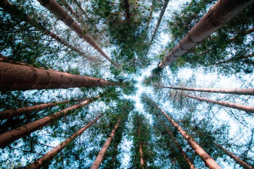 Low angle view of towering pine trees in a serene Fremantle forest.