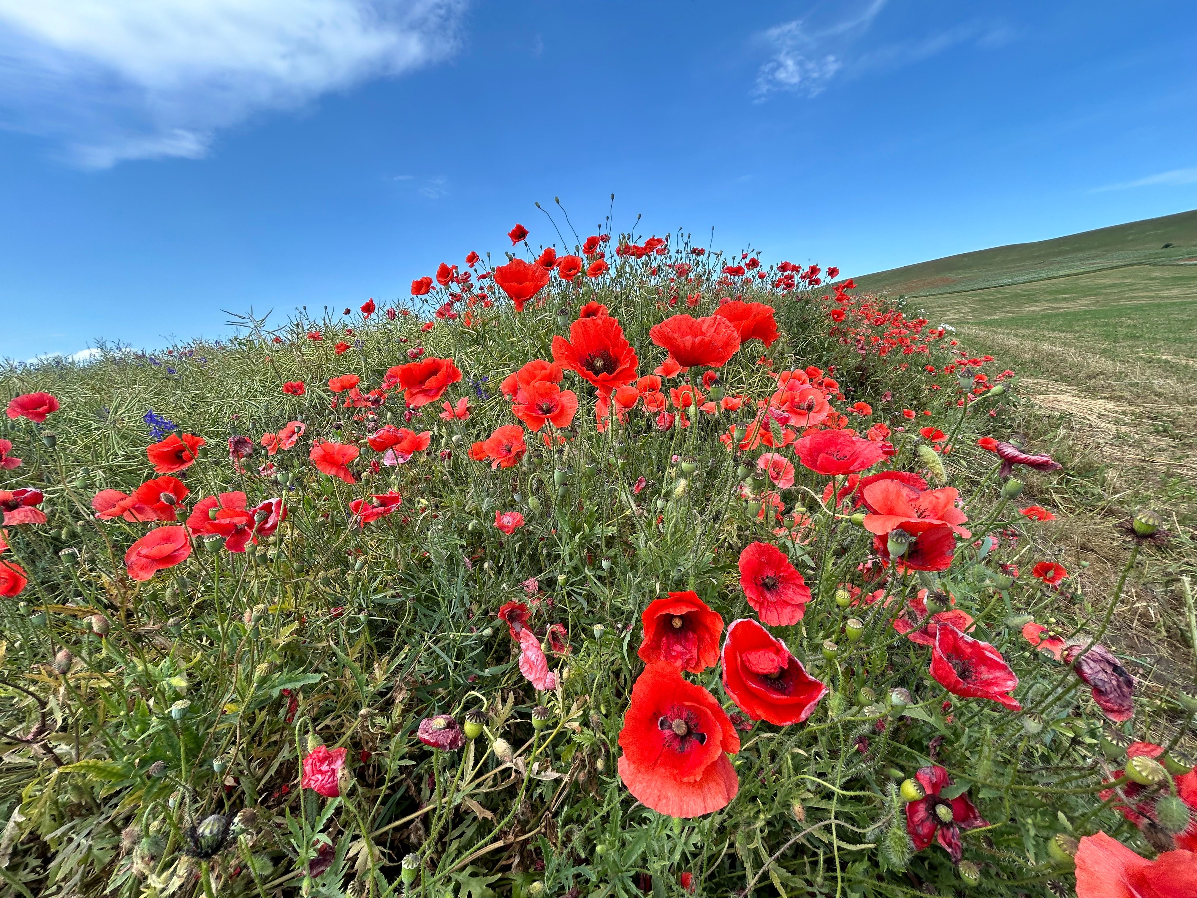 Vibrant Red Poppies Blooming in a Field Under Blue Sky · Free Stock Photo
