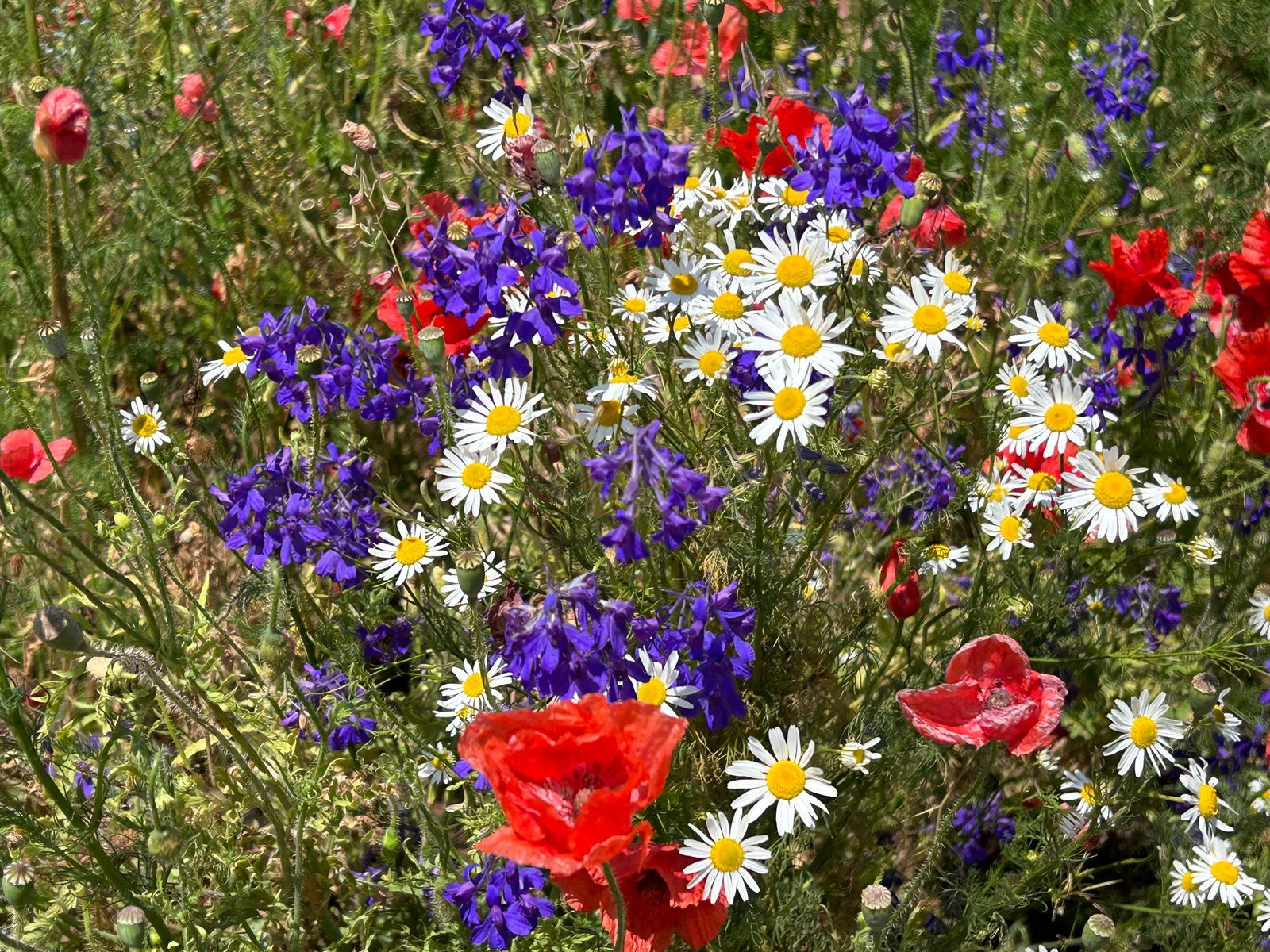 A handful of wildflowers paint by numbers