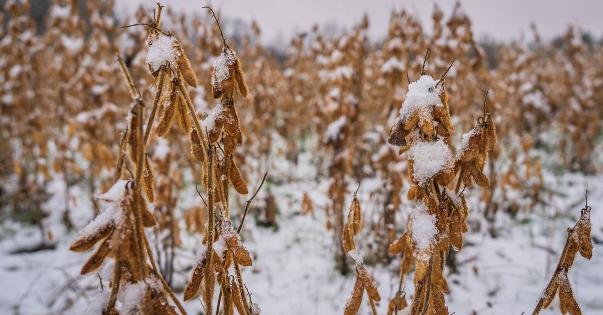 Snow-covered soybeans in winter field create a striking seasonal landscape.