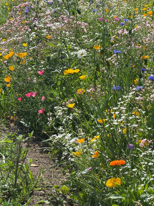 Free A colorful array of wildflowers blooming under bright spring sunshine. Stock Photo