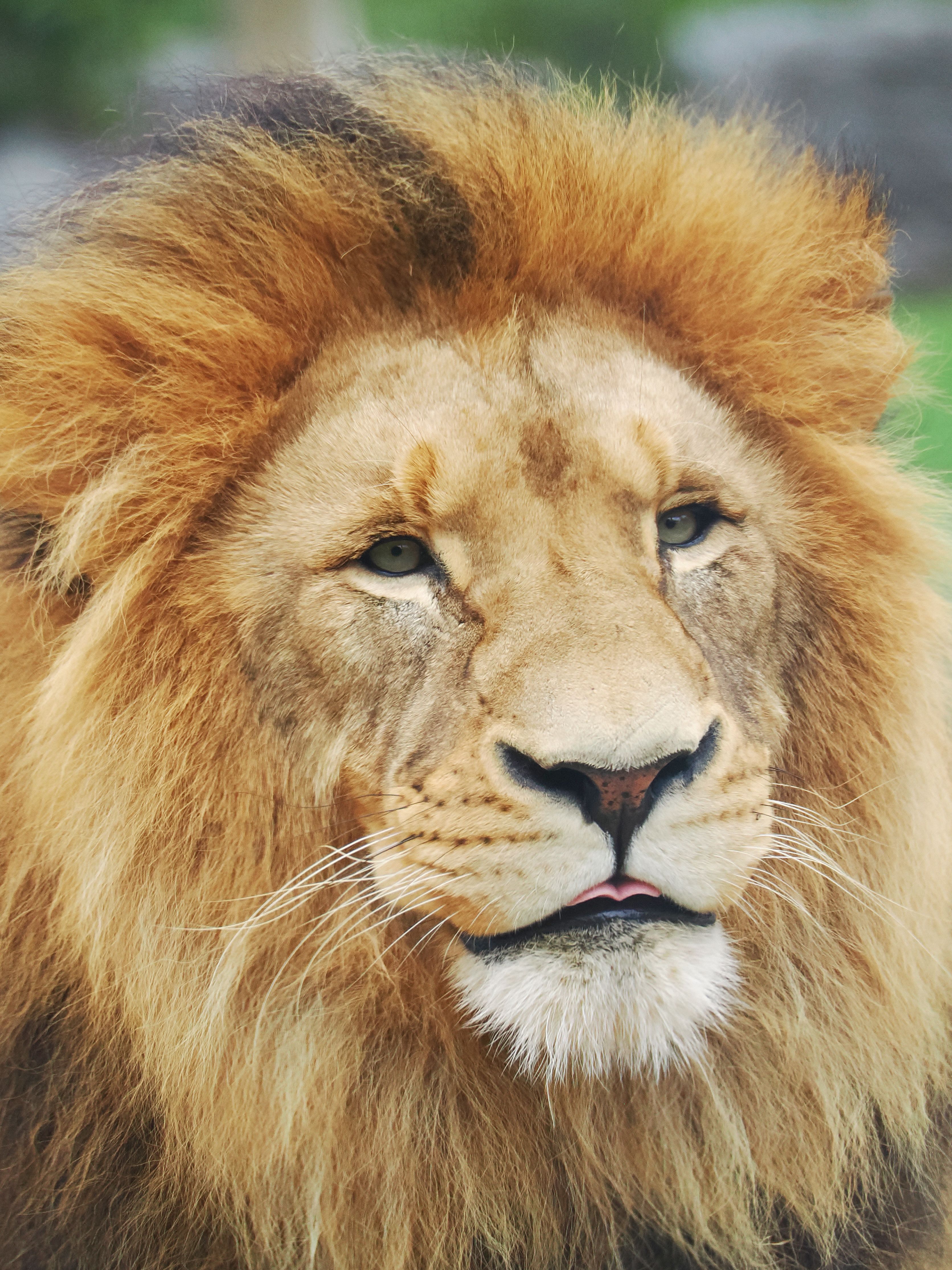 Majestic Lion Portrait with Intense Gaze · Free Stock Photo