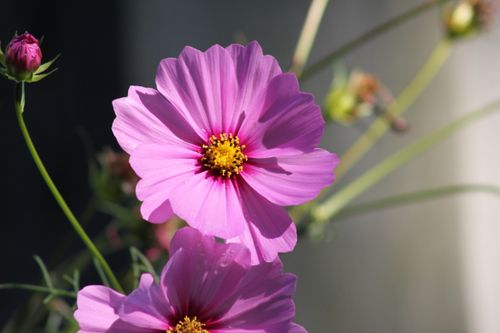 Free Vibrant pink cosmos flowers basking in sunlight, showcasing natural beauty. Stock Photo