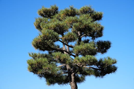 Free stock photo of black, garden, japanese