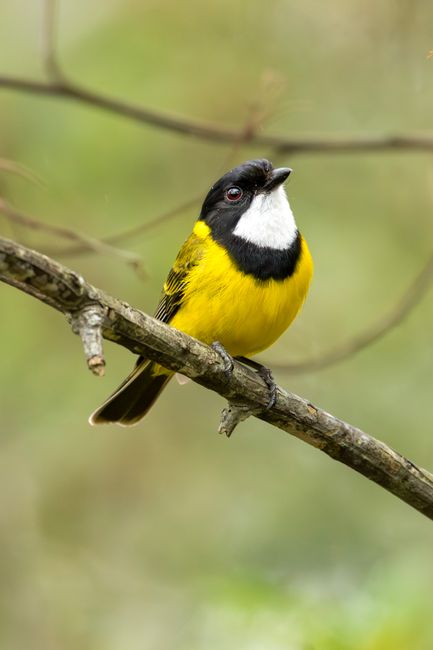Golden whistler bird on branch in Huskisson, Australia, showcasing nature's vibrant beauty.