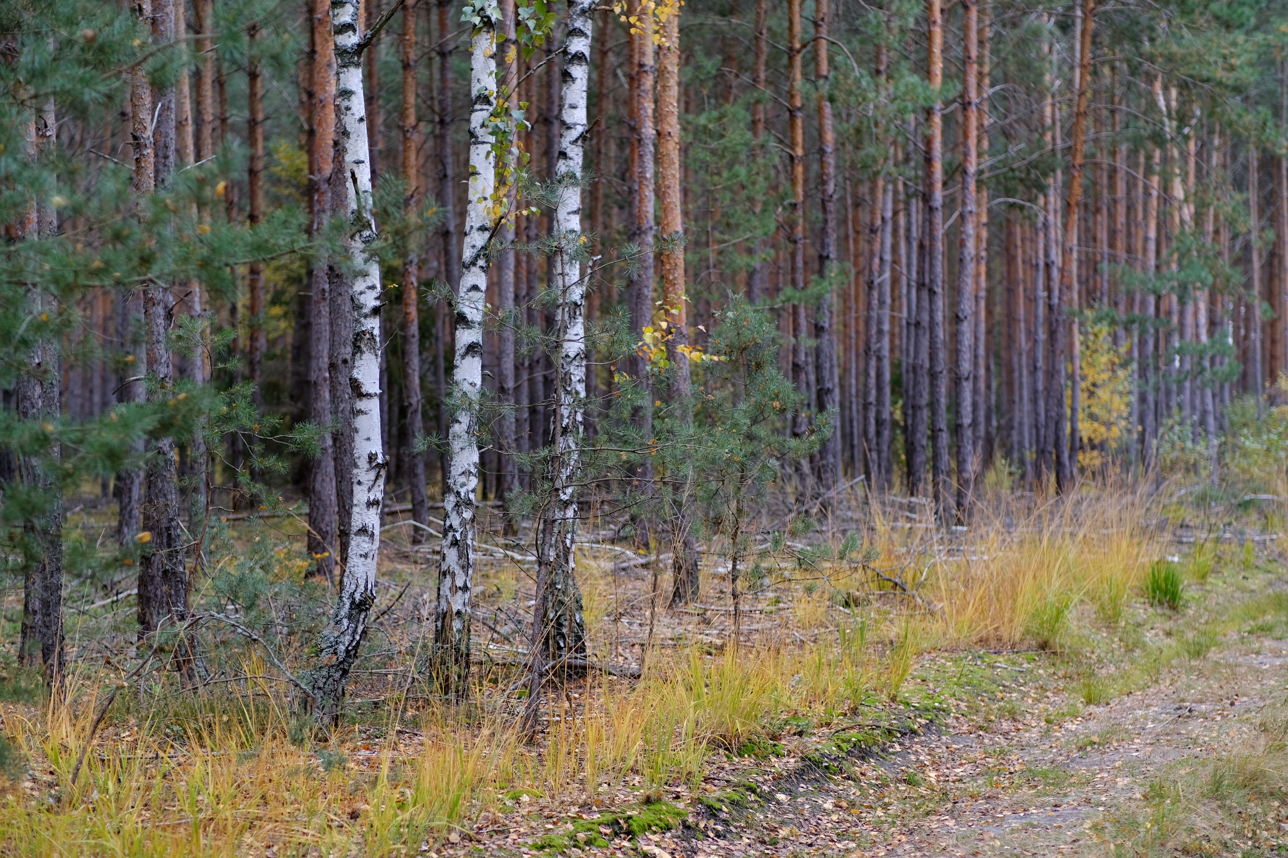 Serene Birch and Pine Forest in Early Autumn · Free Stock Photo
