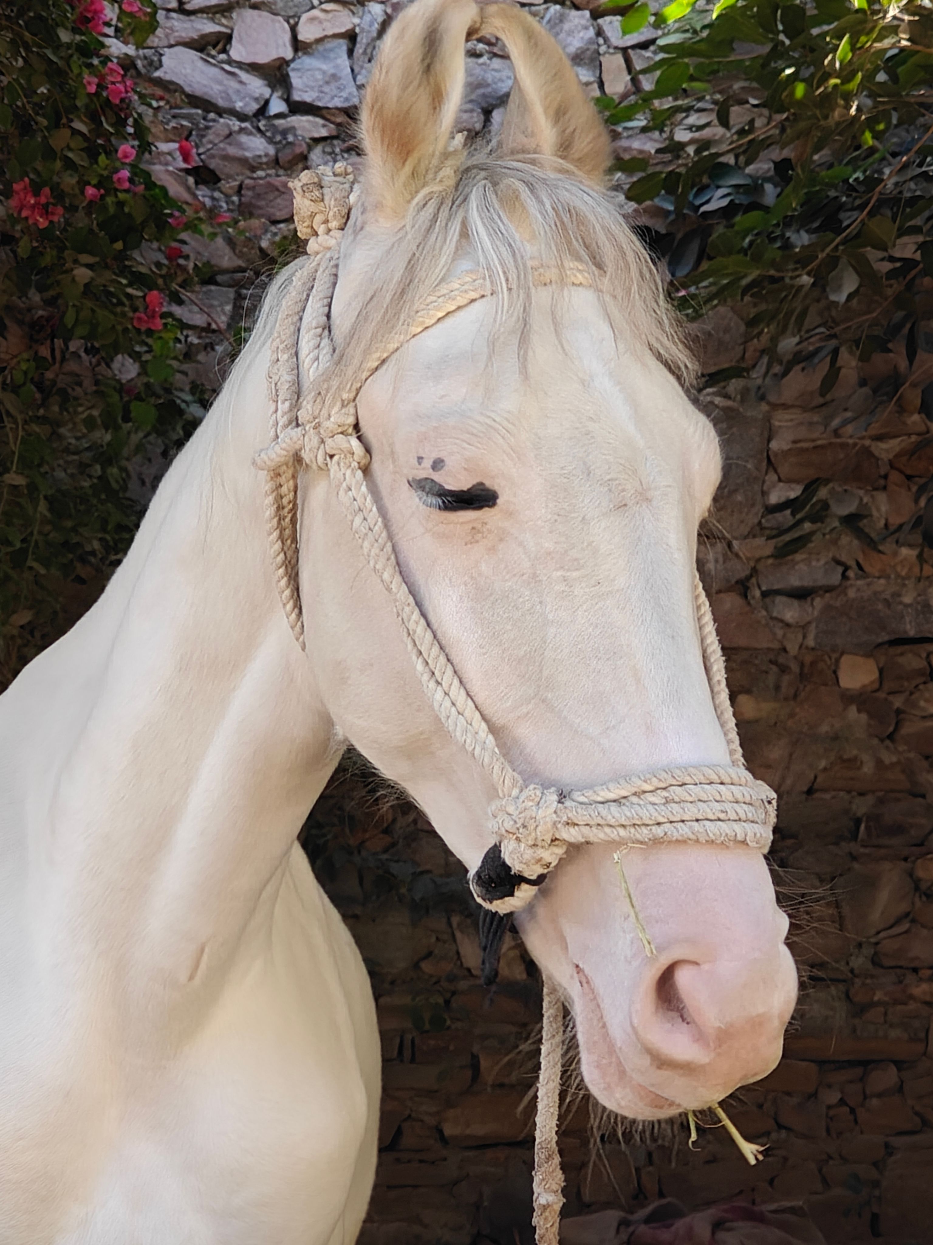 Elegant White Horse with Traditional Rope Halter · Free Stock Photo
