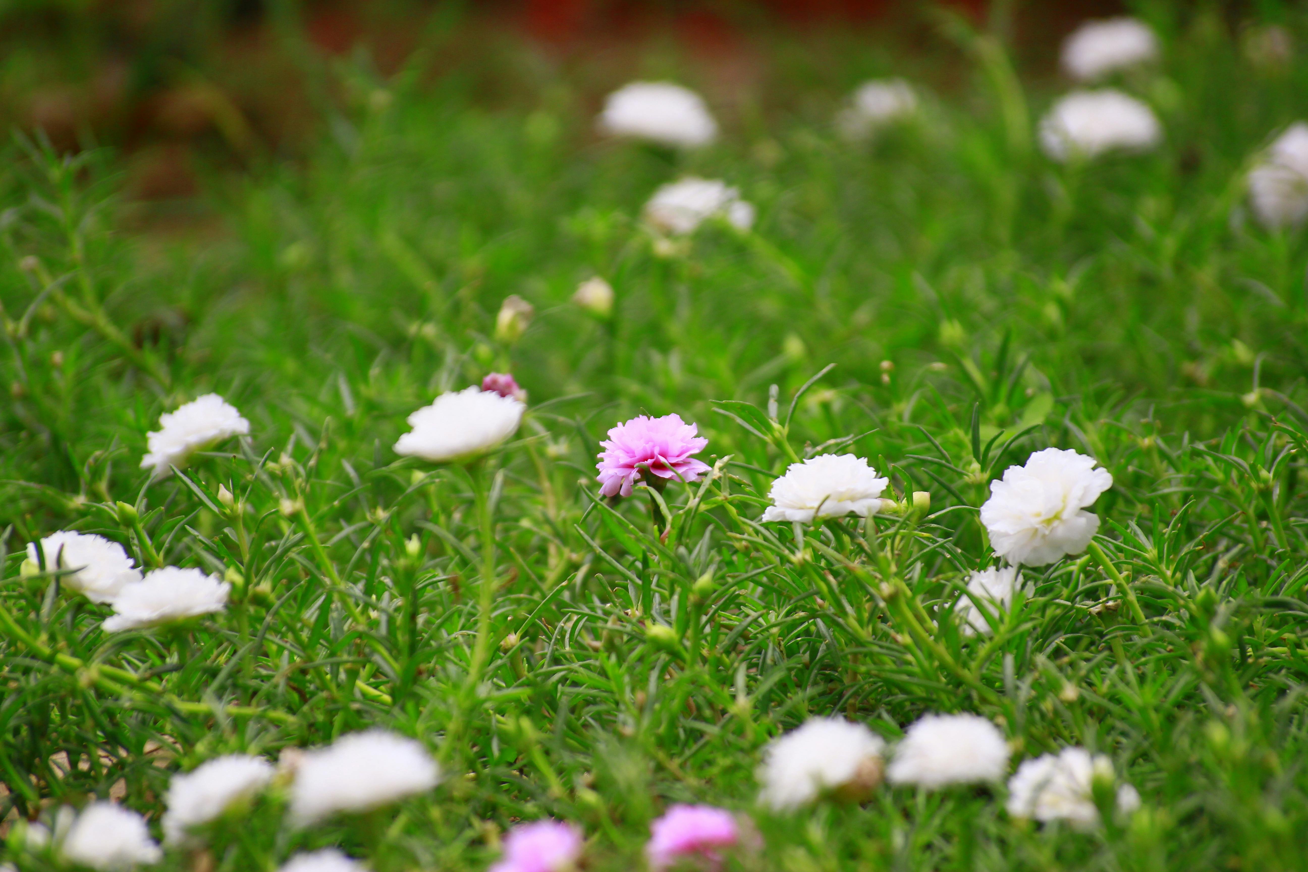 Free Stock Photo Of 10 O Clock Flower