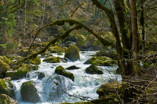 Lush forest scene with mossy rocks in a flowing stream. Captivating nature shot.