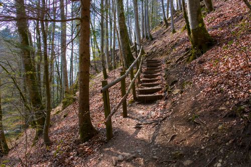 Free Wooden stairs in a forest leading upwards, surrounded by trees and spring foliage. Stock Photo