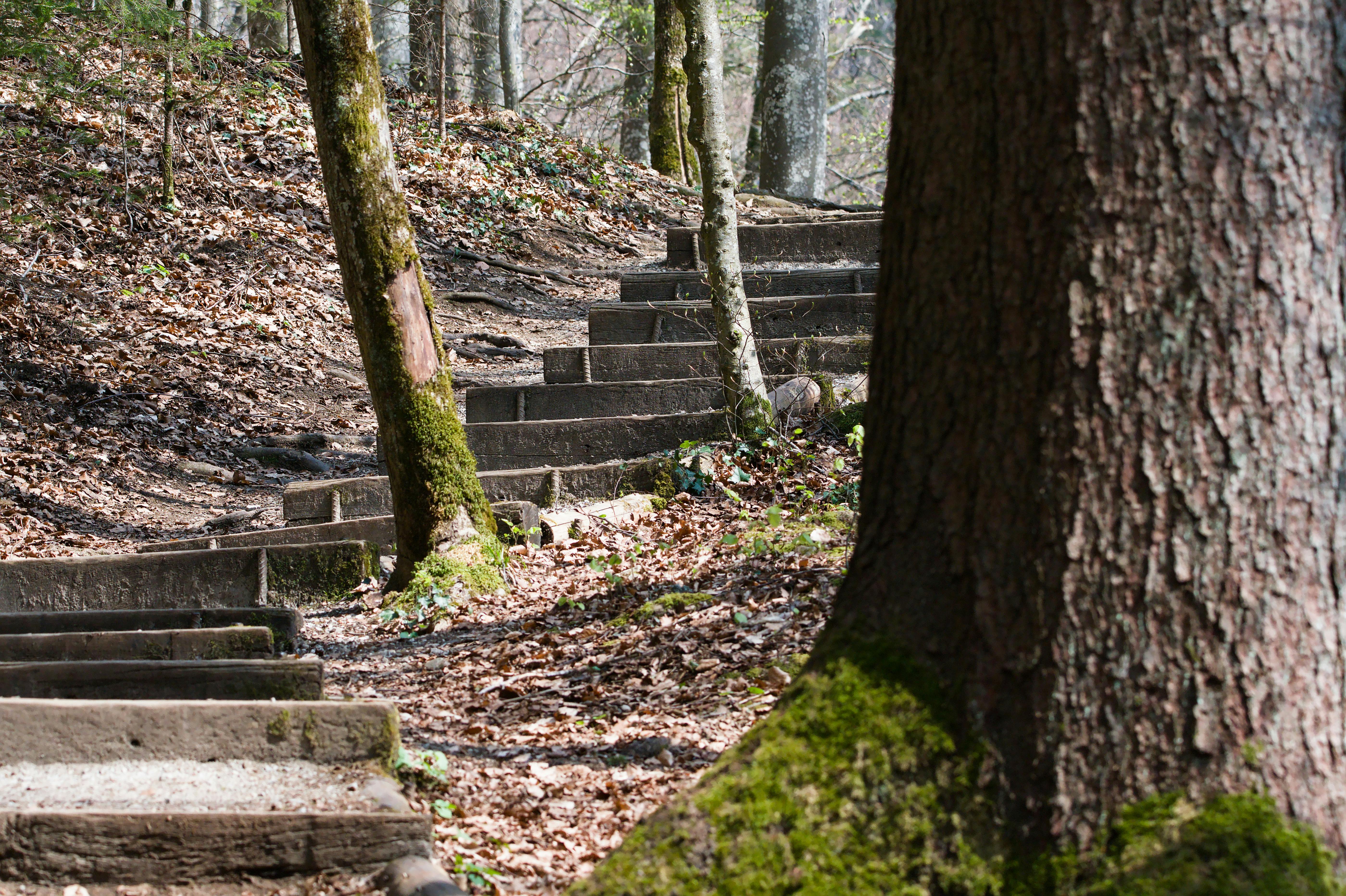 Discover tranquility on a forest path with moss-covered stone steps in a serene spring setting.