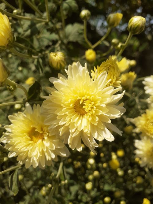 Free Close-up of vibrant yellow chrysanthemums in full bloom under bright sunlight, showcasing natural beauty. Stock Photo