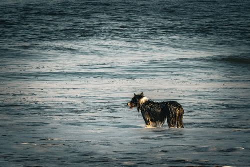 Free A wet Border Collie stands in shallow ocean water during sunset, showcasing its adventurous spirit. Stock Photo