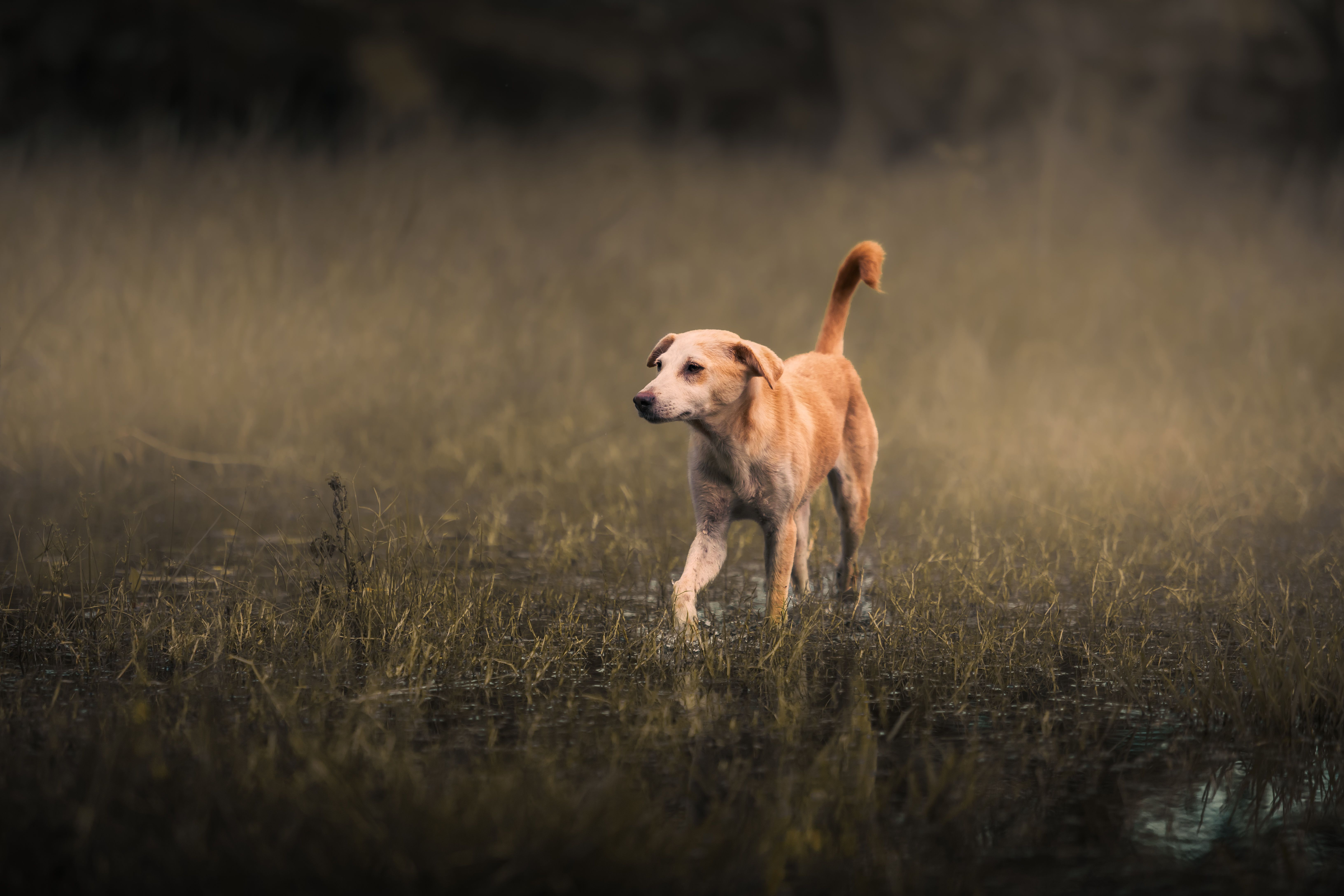 Portrait of a dog at a veterinary clinic