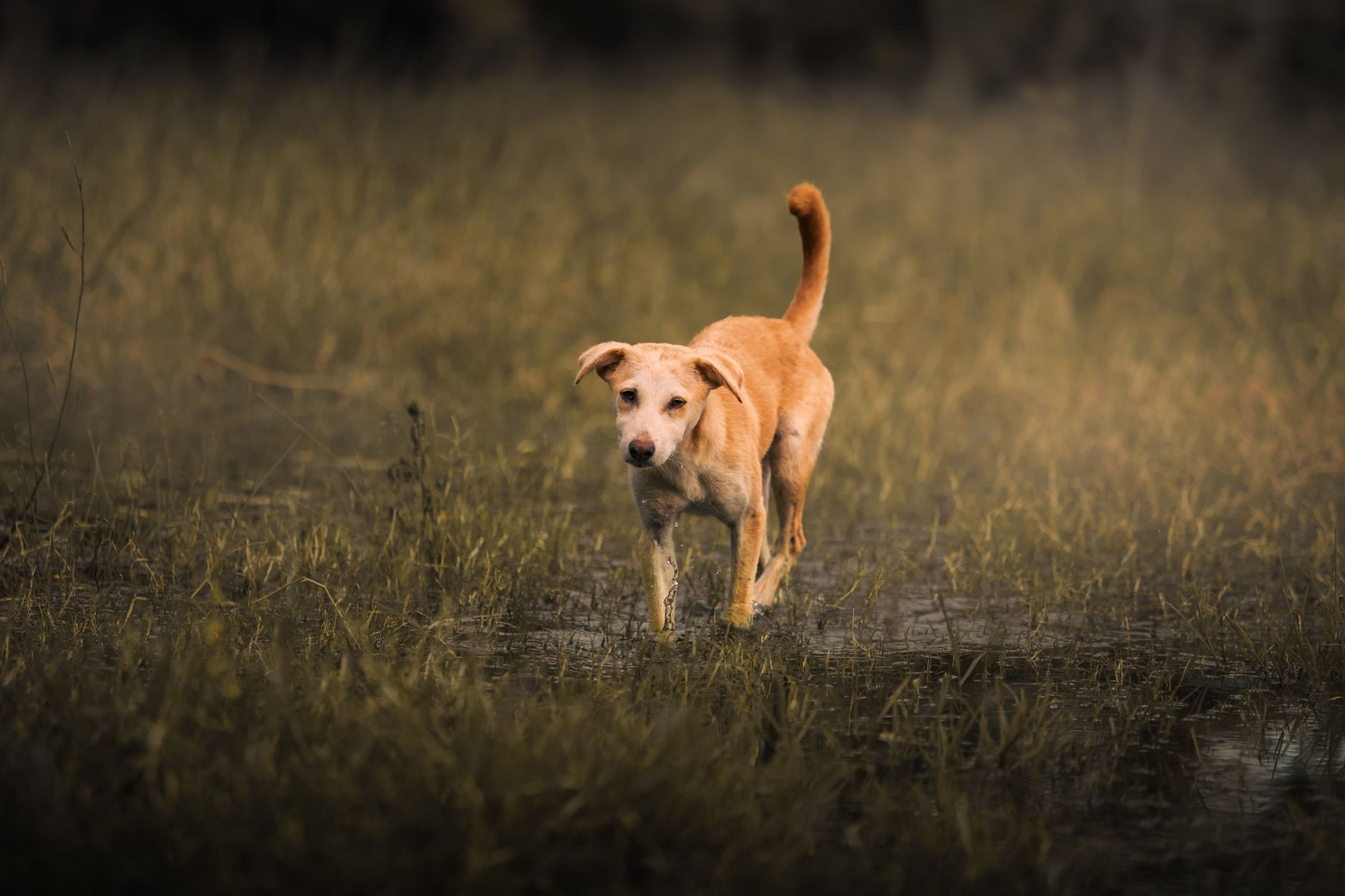 A dog undergoing diagnostic blood testing at a veterinary clinic