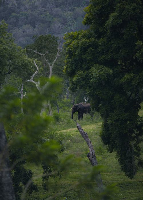 Free A majestic elephant in a lush forest setting, captured in a tranquil natural habitat. Stock Photo
