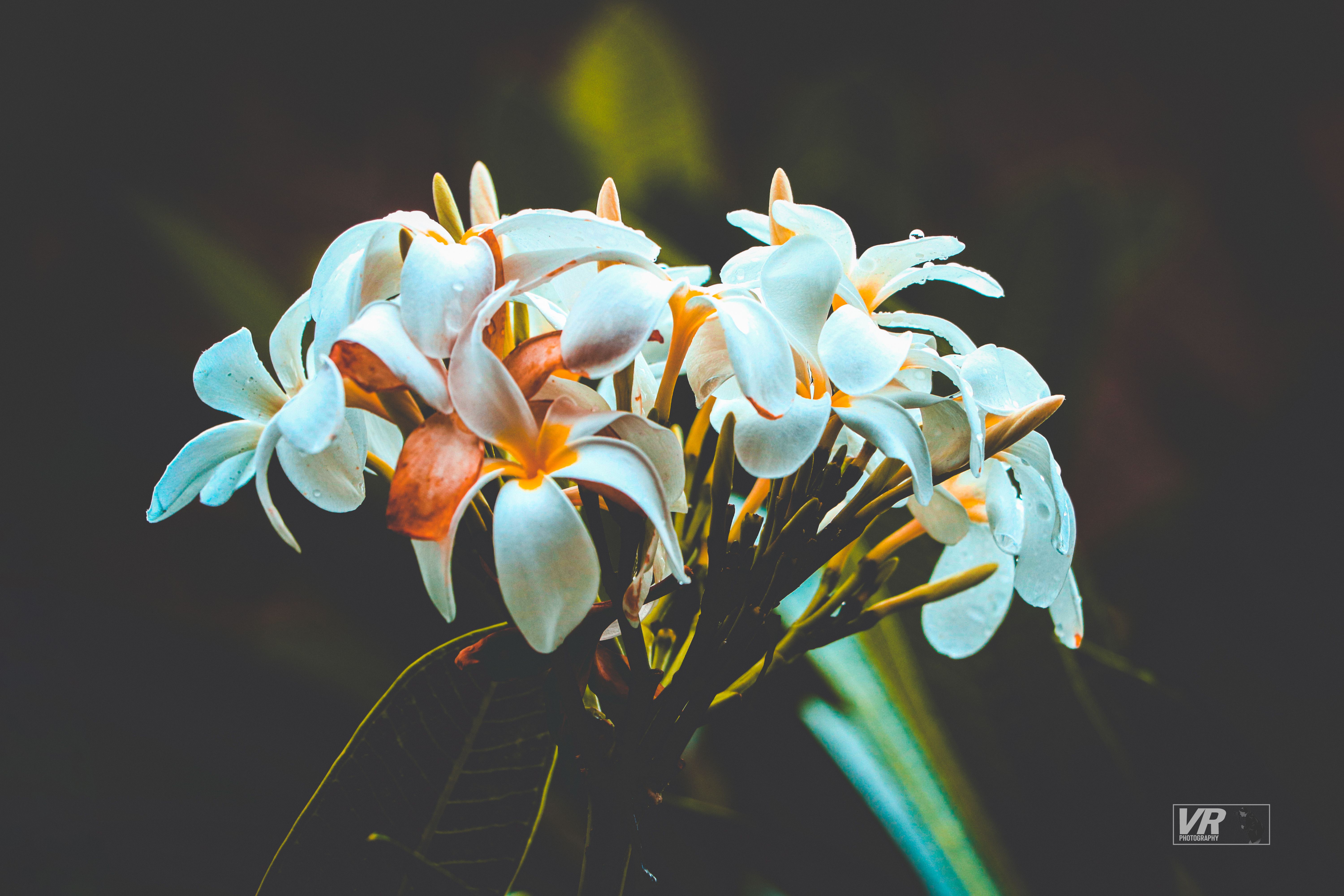 Free Stock Photo Of Temple