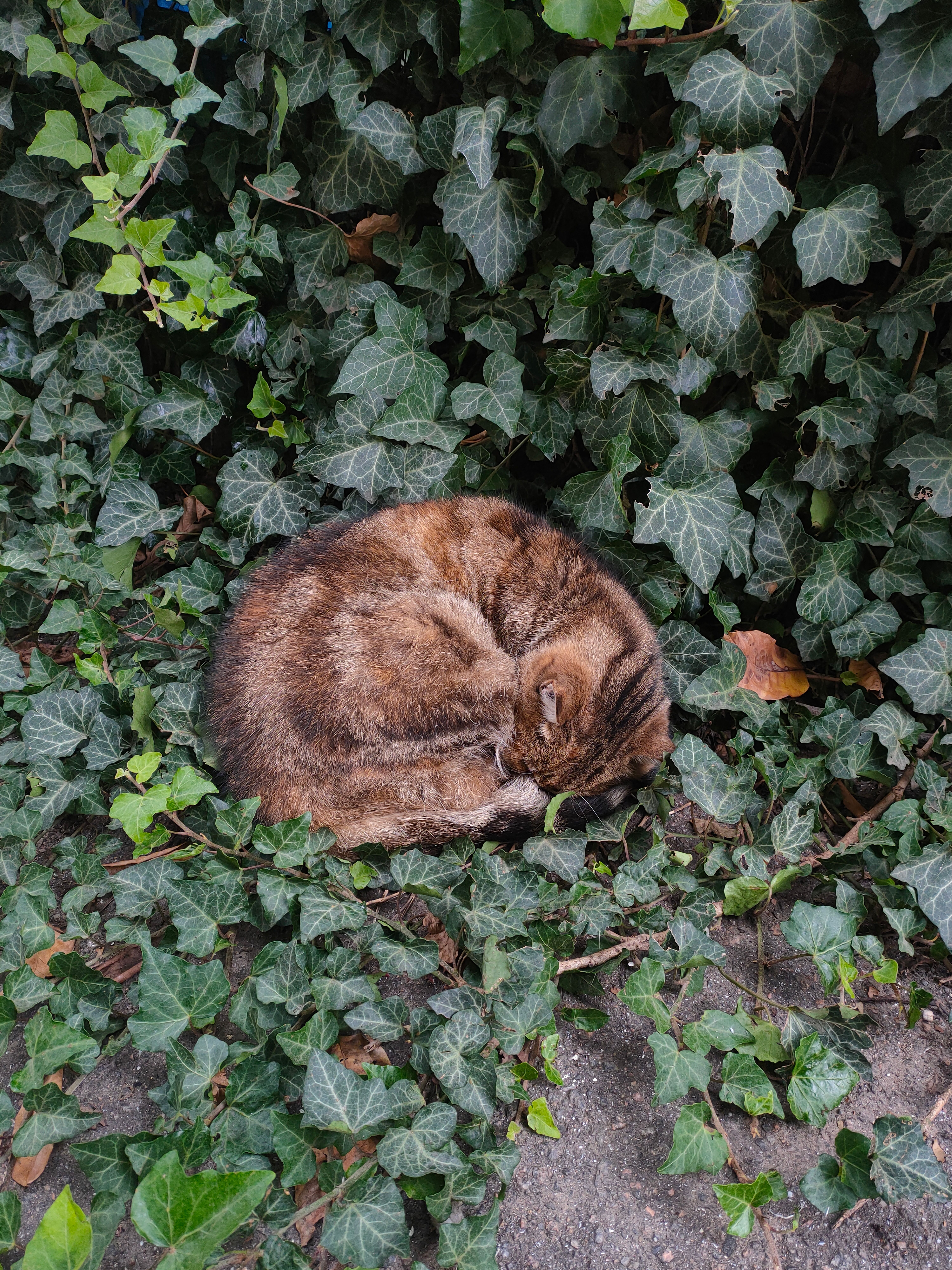 Sleeping Cat Amidst Ivy Leaves Outdoors · Free Stock Photo